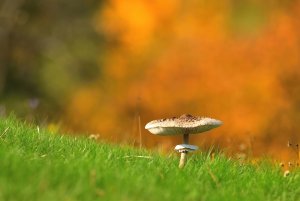 Riesenschirmling 1.jpg