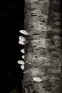 DSC06030crvsswanv Nex5r + Porst 1,4 55mm.JPG