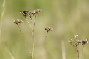 Spialia sertorius 1.jpg Spialia sertorius 1.jpg
