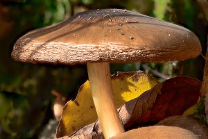 2020-11-08 13-16-37 (C,Smoothing4).jpg