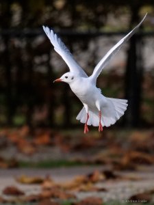 P1076110.jpg P1076110.jpg