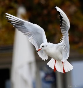 P1087161.jpg P1087161.jpg