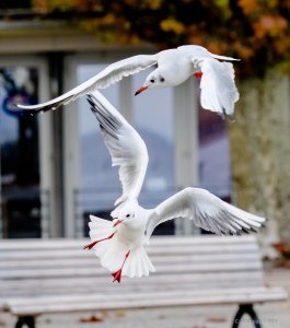 P1087399.jpg P1087399.jpg