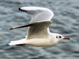 P1087551.jpg P1087551.jpg