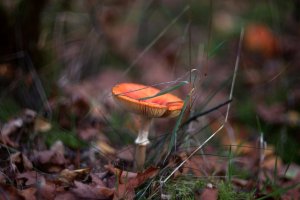 Forum DSC06044tw Nex5r + Porst 1,4 55mm©PPf.jpg