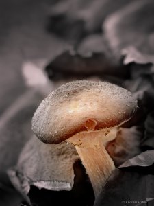 2020-11-15 20-05-00 (C,Smoothing4)-3.jpg