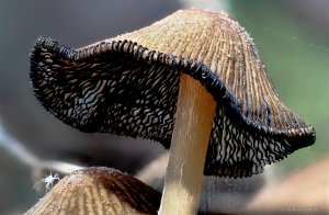 Pilz-Bearbeitet-2.jpg