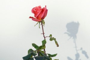 Forum DSC05762 Nex5r + Viv 2,8 135mm CFcr_DxO©PPf.jpg