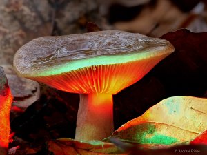 2020-11-22 13-44-44 (C,Smoothing4)-Bearbeitet-Bearbeitet.jpg