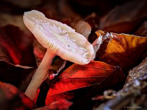 2020-11-22 14-40-40 (C,Smoothing4)-Bearbeitet.jpg