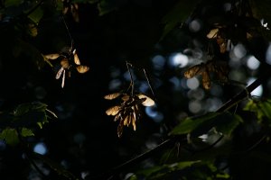 Forum DSC05111 Nex 5r + Viv CF 2,8 135mm©PPf.jpg