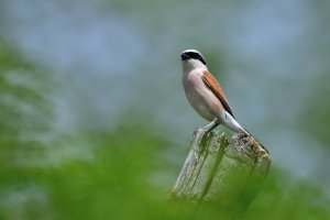 Neuntöter.jpg Neuntöter.jpg