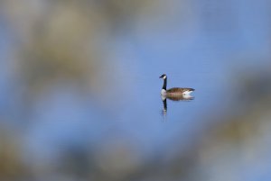 Kanadagans.jpg Kanadagans.jpg