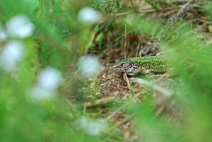 Lacerta 1.jpg Lacerta 1.jpg