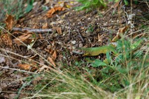 Lacerta viridis 1.jpg Lacerta viridis 1.jpg