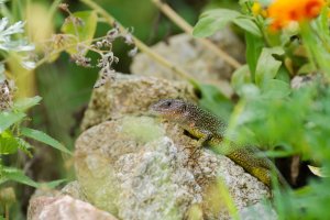 Lacerta viridis.jpg Lacerta viridis.jpg