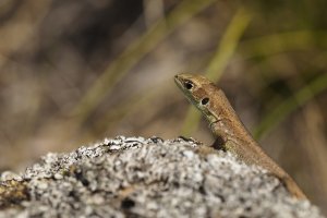 Smaragdeidechse.jpg Smaragdeidechse.jpg