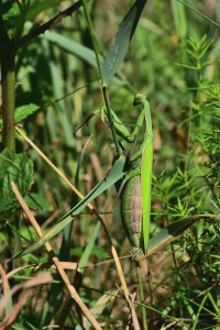 gottesanbeterin.jpg gottesanbeterin.jpg