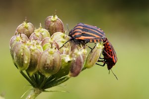 Streifenwanze.jpg Streifenwanze.jpg