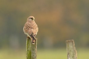 comp_7 (2).jpg comp_7 (2).jpg