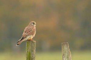 comp_1 (3).jpg comp_1 (3).jpg