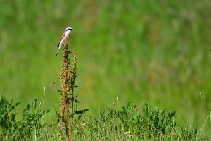 neuntöter.jpg neuntöter.jpg