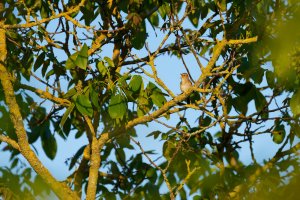 nachtigal.jpg nachtigal.jpg