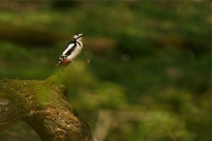 buntspecht.jpg buntspecht.jpg