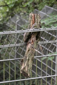 SDIM0300_s.jpg SDIM0300_s.jpg