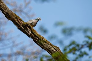 Hohltaube.jpg Hohltaube.jpg