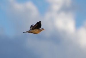 Ringeltaube 1.jpg Ringeltaube 1.jpg