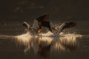 nilgans.jpg nilgans.jpg