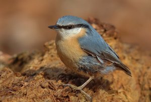 03.22 (9).JPG 03.22 (9).JPG