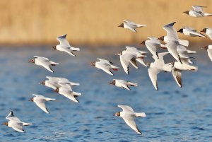 03.22 (15).JPG 03.22 (15).JPG