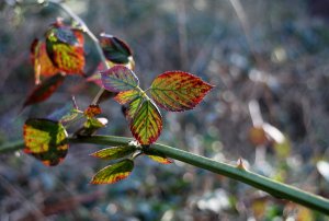 SAM_0877_kl.JPG SAM_0877_kl.JPG