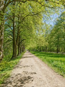 Allee.jpg