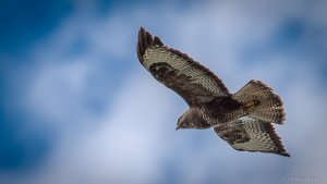 DSC_6091.jpg DSC_6091.jpg