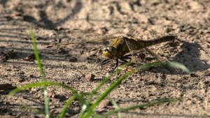 Cloppenburg Spaziergang_IMG_9412()-20210615.jpg