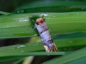 DSCF3474-a.jpg DSCF3474-a.jpg