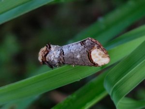 DSCF3475-a.jpg DSCF3475-a.jpg