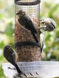 DSCF3633-a.jpg DSCF3633-a.jpg