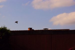 DSC01429.jpg DSC01429.jpg