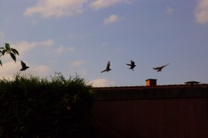 DSC01434.jpg DSC01434.jpg