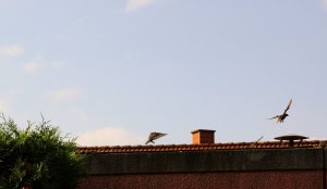 DSC01441.jpg DSC01441.jpg