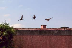 DSC01434_BA.JPG DSC01434_BA.JPG