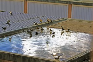 _DSC0006a.jpg _DSC0006a.jpg