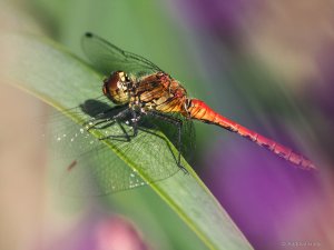 MRK20582.jpg MRK20582.jpg