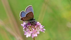 Mini_P1264797_filtered.jpg Mini_P1264797_filtered.jpg