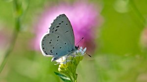 Mini_P1242322_filtered.jpg Mini_P1242322_filtered.jpg