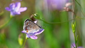 Mini_Stack_P1242730.jpg Mini_Stack_P1242730.jpg